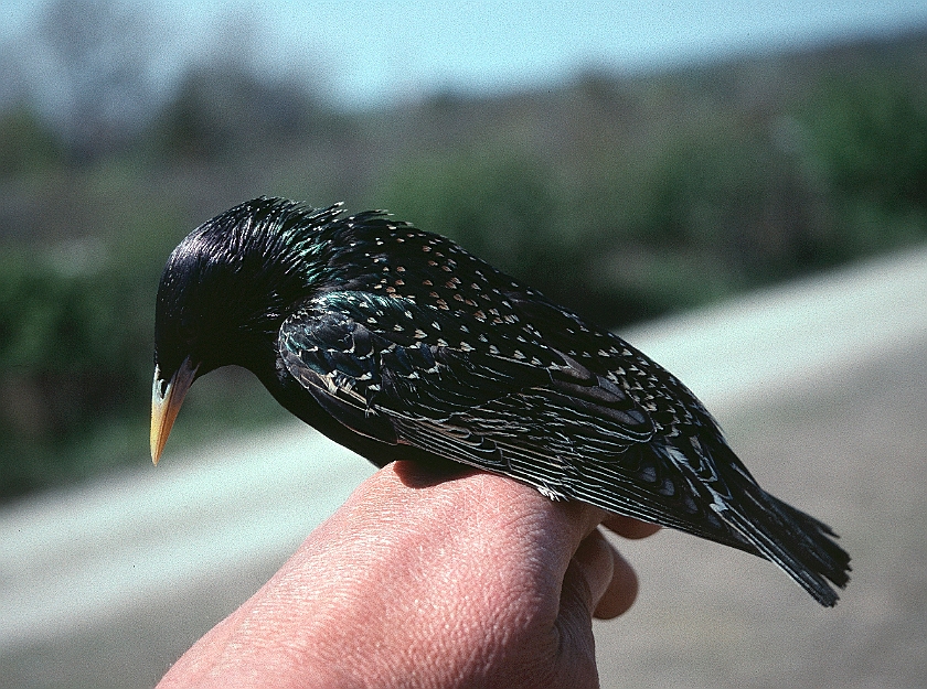 Common Starling, Skoge